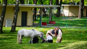 Majówka na Torze Służewiec. Organizatorzy przygotowali masę atrakcji. Wstęp wolny!